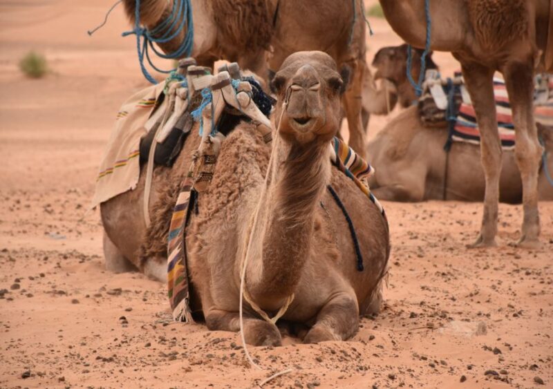 Sahara Desert: 2-Day Tour With Food and a Night in a Tent - Inclusions and Exclusions