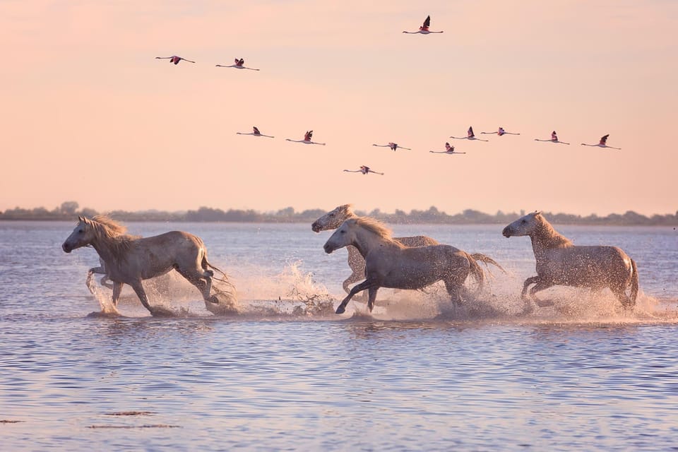 Saintes-Maries De La Mer: at the Heart of Camargue History - Taking in the Natural Environment