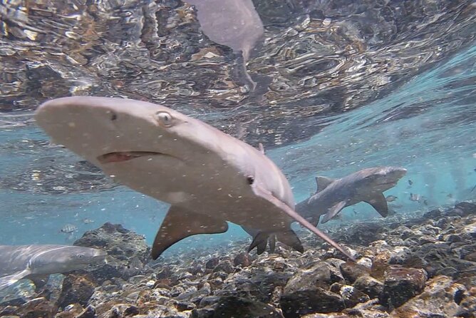 Sal Island: Salt Lake Tour, Shark Bay & Pedra De Lume Village - Accessibility and Tour Experience