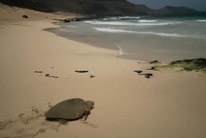 Sal Island: Sea Turtle Experience From Santa Maria - Turtle Species in Cape Verde