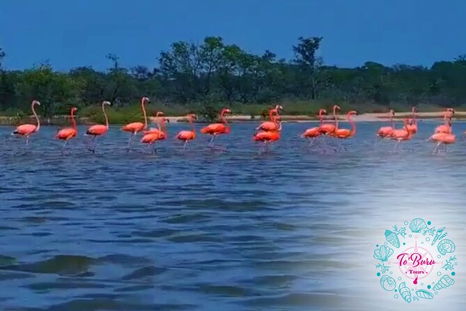 Sanctuary Los Flamingos Tour - Reviews and Feedback