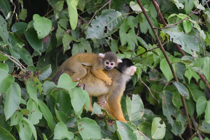 Sandoval Lake and Tambopata National Reserve - Booking Information