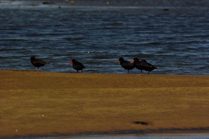 Sandwich Harbour & Pelican Point Full Day Tour - Vibrant Flamingo Lagoon