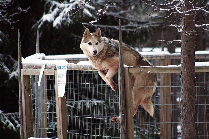 Santa Claus Village Guided Tour & Arctic Animals Adventure - Husky-Pulled Sleigh Adventure