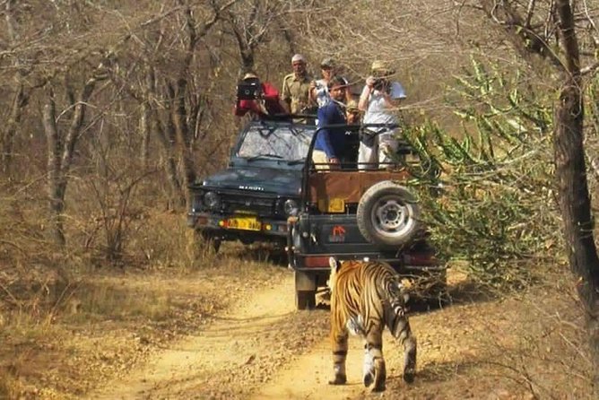 Sariska Tiger Reserve Safari Tour From Jaipur - Safari Schedule
