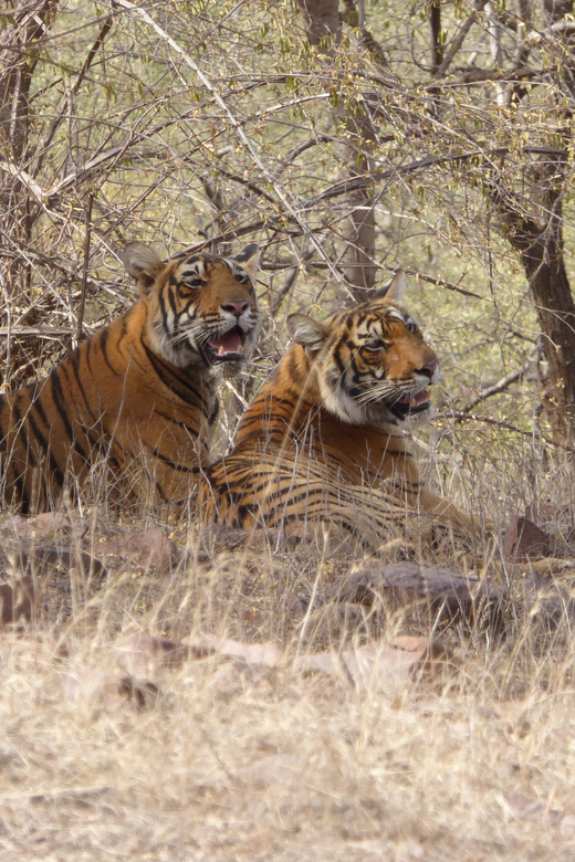 Sawai Madhopur: Ranthambore National Park Safari - Itinerary and Pickup Details