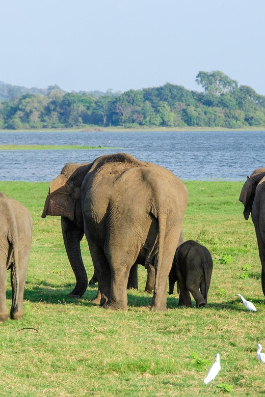 Scenic Sri Lanka 4-Day Tour - Activities and Experiences