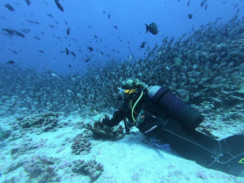 Scuba Diving at Dusk in Mirissa - Booking Information