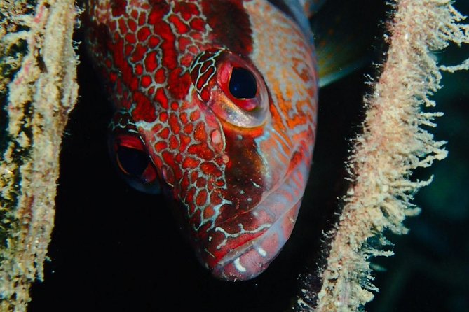 Scuba Diving Experience in Taormina - Scuba Equipment and Accessibility