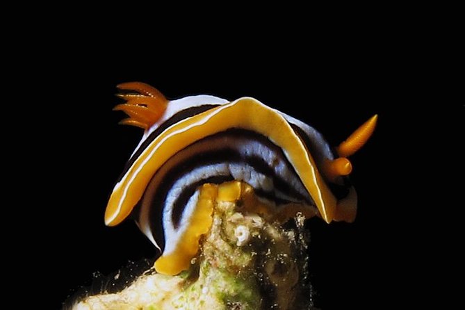 Scuba Diving for Certified Divers - Highlights of the Dive Sites