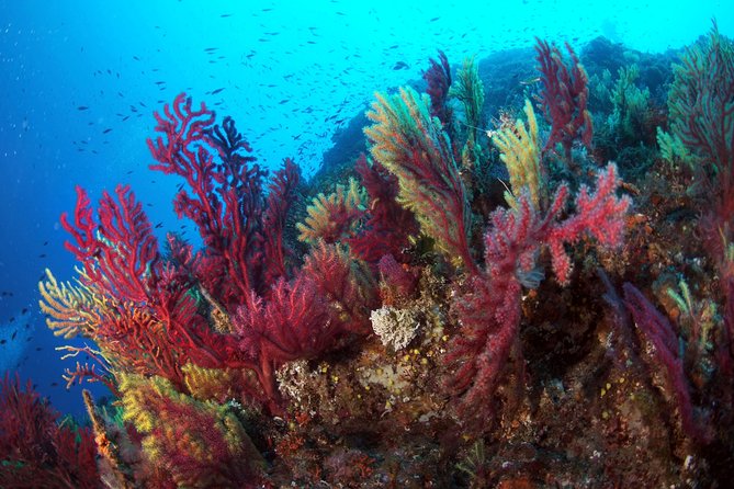 Scuba Diving in Calabria, Italy - Included Services and Logistics