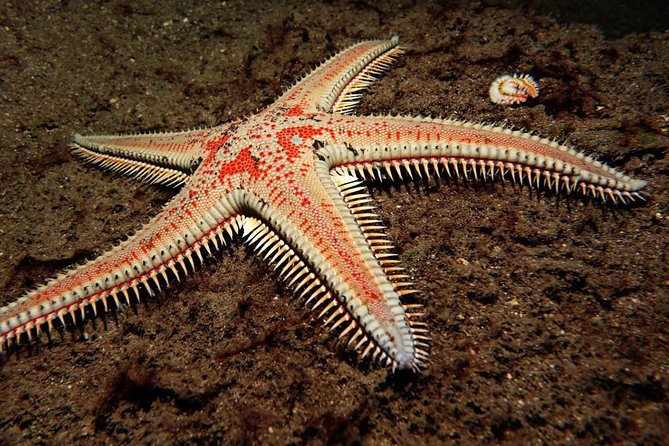 Scuba Night Dive on Tenerife With SCUBANANA - Additional Information and Inquiries