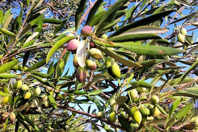 Semi Private Wine and Olive Oil Tour (Transfer & Lunch Incl.) - Booking Information