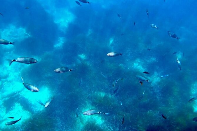 Semi-Submarine: Visit to the Seabed of Porto Bay - Booking Confirmation and Cancellation Policy