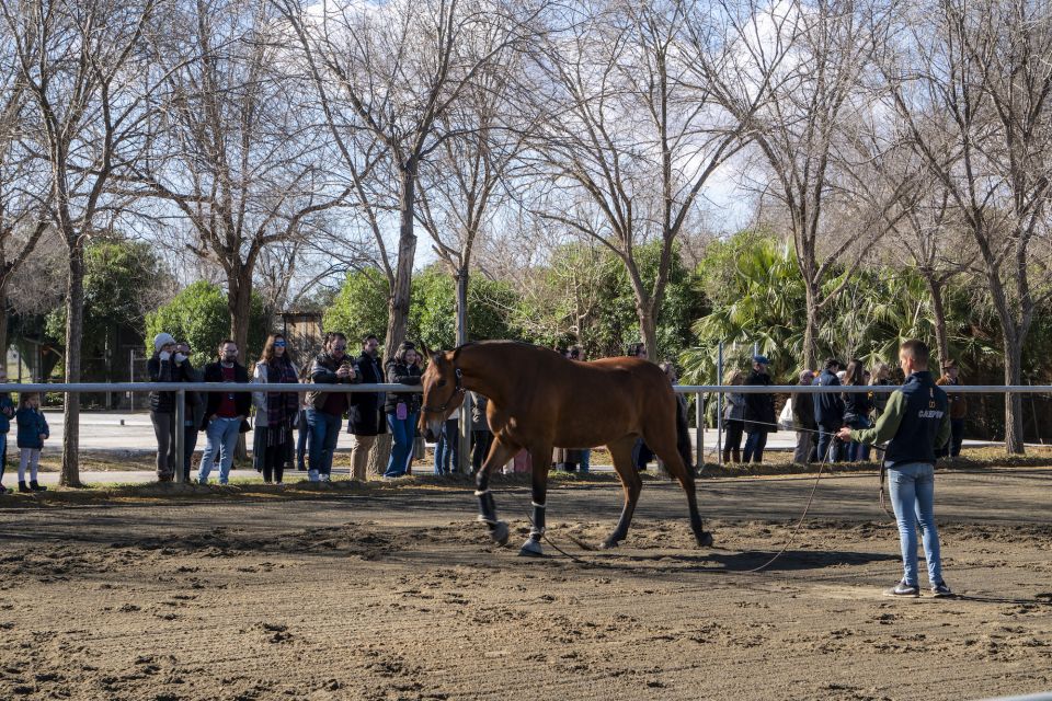 Seville: Horse Show Entry Ticket. Optional Stud Farm Visit - Highlights and Activities