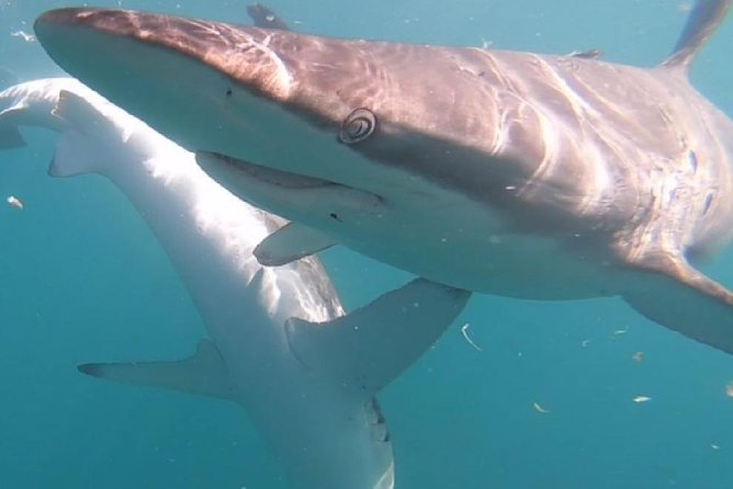 Shark Cage Diving - Adventure Meets Conservation! - Conservation Efforts and Education