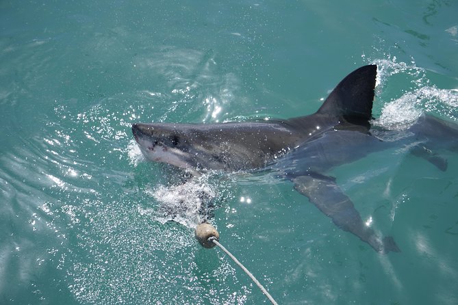 Shark Cage Diving Viewing Only - Booking Process