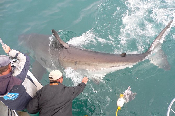 Shark Cage Diving & Viewing Tours in Gansbaai - Preparing for Your Dive