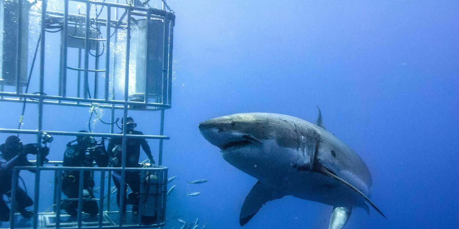 Shark Cage Diving With Transport From Cape Town - Important Considerations