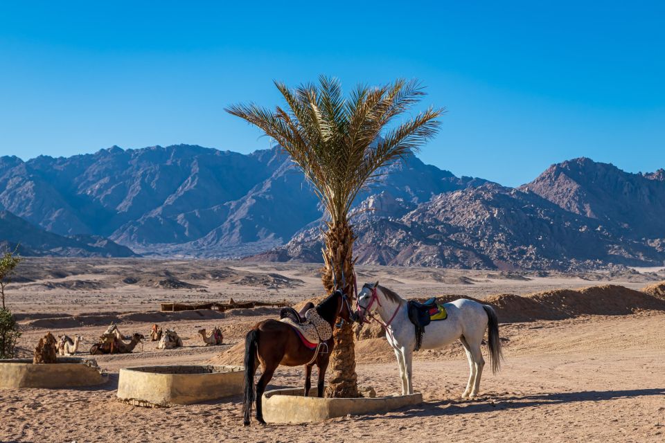 Sharm: Desert Adventures ATV, Buggy, Horse Ride & Camel Ride - Included Features and Amenities