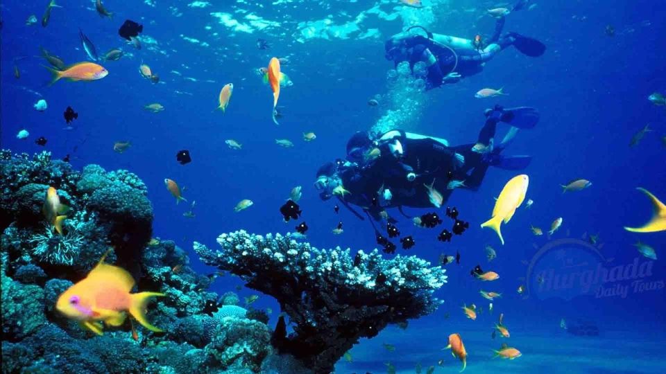 Sharm El Sheikh: Diving Day Trip by Boat at Ras Mohamed - Customer Reviews