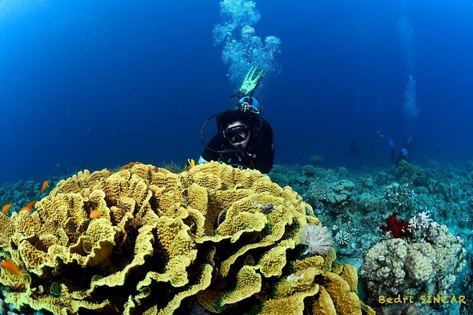 Shore Discover SCUBA Diving/Introductory Diving - One Dive - What to Expect During the Dive
