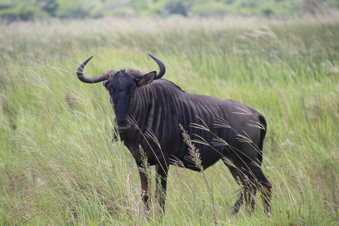 Shore Excursion Richards Bay Big 5 Safari Experience - What to Expect