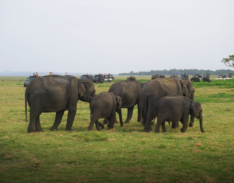 Sigiriya Lion Rock & Evening Safari Full Day Private Tour - Sigiriya Lion Rock