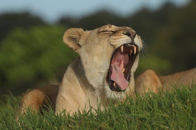 Skip the Line: 2-Hour Guided Game Drive at Kragga Kamma Game Park Ticket - Visitor Ratings and Feedback