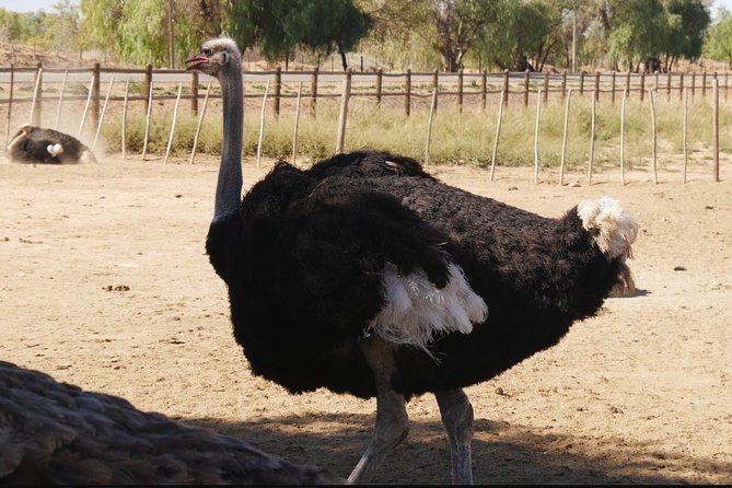 Skip the Line: Highgate Ostrich Farm Tour Ticket - Important Visitor Information