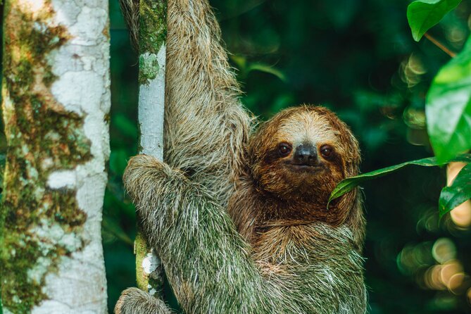 Sloth Tour in La Fortuna - Arenal . NATURAL HABITAT - Booking and Confirmation