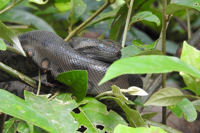 Slow Travel From Quito to Cuyabeno Amazon - Wildlife Spotting Opportunities