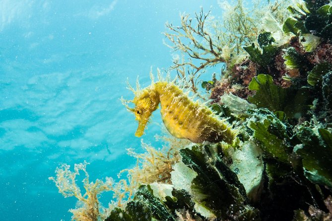 Small-Group Introductory Scuba Diving in Pula - Suitability and Age Restrictions