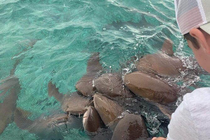 Snorkel HolChan Shark Ray Alley and Caye Caulker Manatee Spotting - Guest Reviews and Feedback