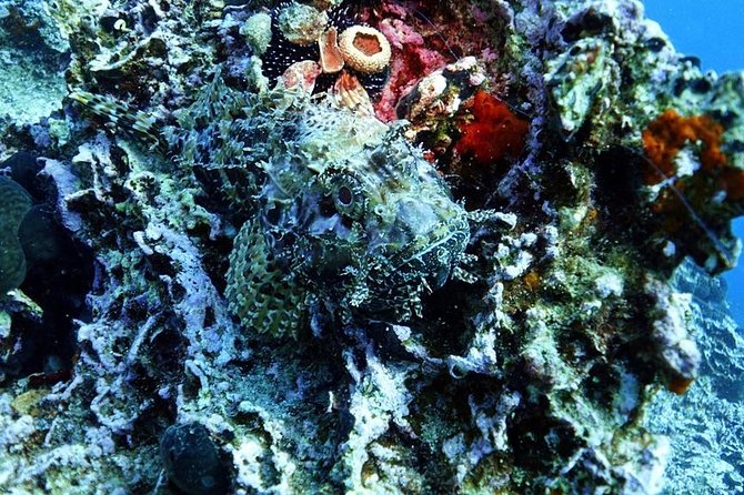 Snorkeling Adventure in Athenian Riviera - Instructor Expertise