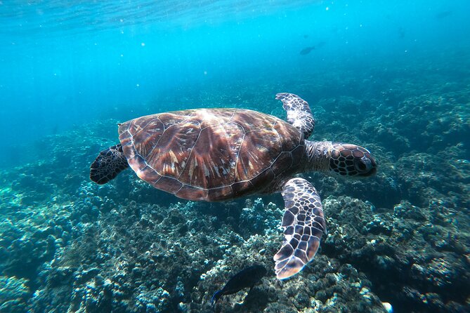 Snorkeling Adventure to Daymaniat Islands - Amenities and Inclusions