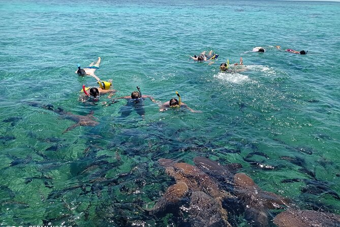 Snorkeling at Hol Chan Marine Reserve & Shark Ray Alley (3.0 Hrs) - Additional Information