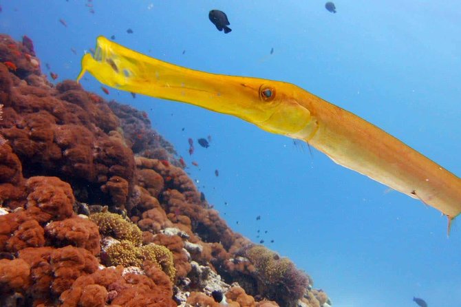 Snorkeling at Mnemba Atoll - Accessibility Considerations