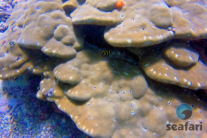 Snorkeling Costa Rica - Cancellation and Refund Policy