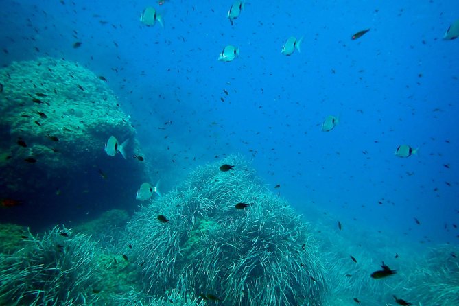 Snorkeling Excursion in Tabarca Island - Preparing for the Excursion
