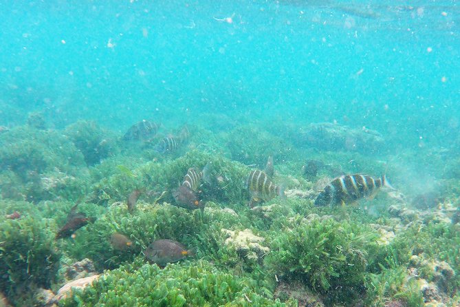 Snorkeling in Gatas Bay - Cultural Insights and Local Stops