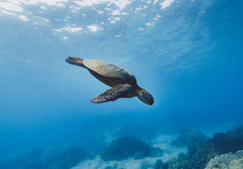 Snorkeling in Unawatuna - Participant Information