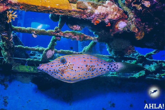 Snorkeling to Undewrater Restaraunt Covered by Corals - Amenities and Inclusions for Participants