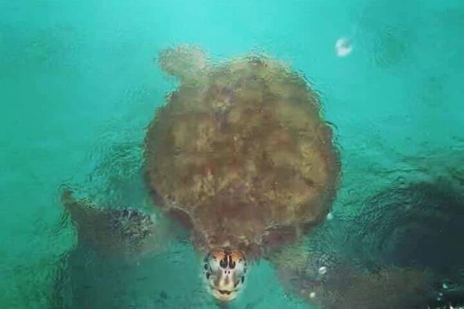 Snorkeling With Giant Turtles, the Red Church, Pamplemousses Garden & Port Louis - Safety and Accessibility