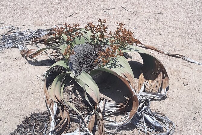 Spitzkoppe Day Tour From Swakopmund - Positive Feedback