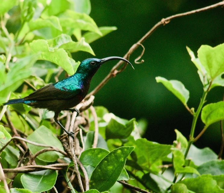 Sri Lanka: 3-Day Nature Tour, Sinharaja, Udawalawe, Horton - Udawalawe National Park