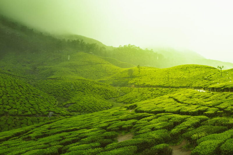 Sri Lanka 3-Day - South Coast, Cultural Triangle, Wildlife - Day 2 Itinerary