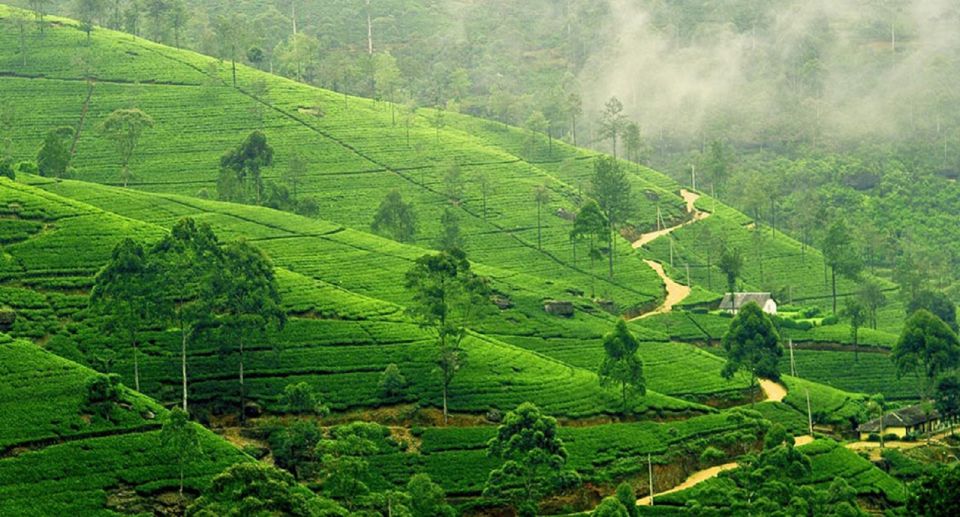 Sri Lanka 5-Day Guided Tour - Accommodation and Transportation