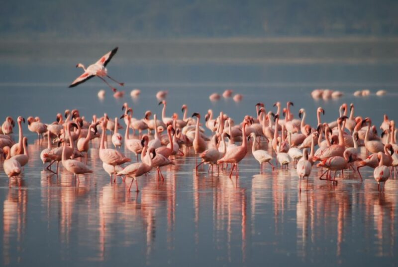 Sri Lanka Cultural Triangle in 2 Days With Minneriya Safari - Wildlife Experience