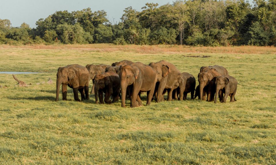 Sri Lanka: Yala National Park Private Safari - Photographic Opportunities